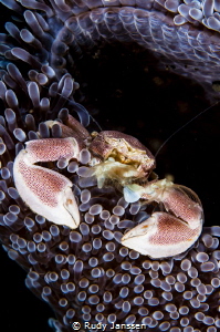 Neopetrolisthes maculatus. Porcelain crab by Rudy Janssen 
